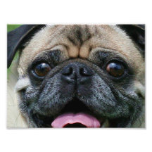 Pug Dog Photo