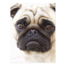 Pug Dog Postcard