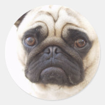 Pug Dog Sticker
