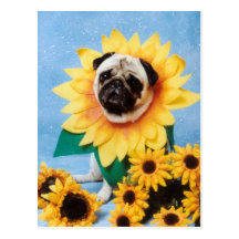 Pug Dog Sunflower Postcard