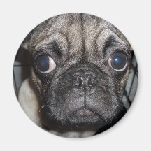 pug fridge magnets