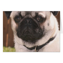 pug greeting cards