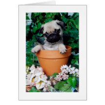 PUG in a POT Card