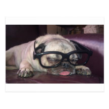 Pug In Glasses Post Cards