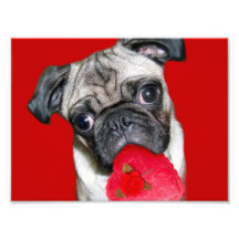 Pug photo print