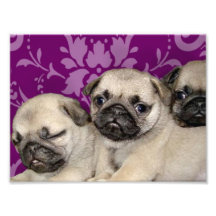 Pug puppies dog photo art