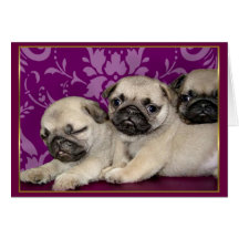 Pug puppies greeting card
