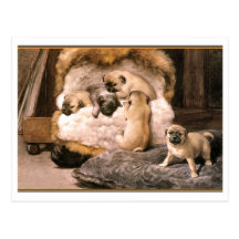 Pug Puppies Postcards
