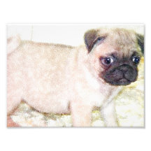 Pug Puppy Photographic Print