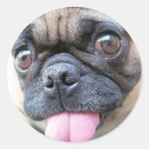 pugs with tongue sticker