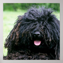 Puli Dog Poster