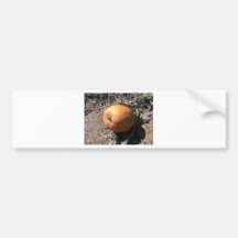 pumpkin patch bumper sticker