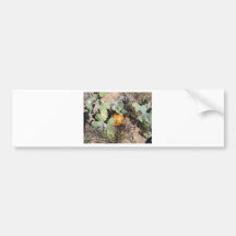 pumpkin patch bumper stickers