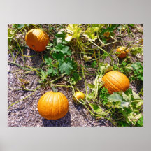 Pumpkin Patch Poster