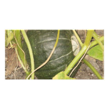 Pumpkin Photo Card Template