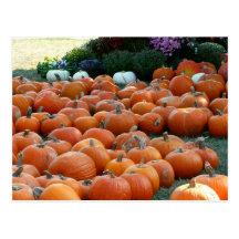 Pumpkins and Mums Postcard