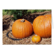 Pumpkins Greeting Card