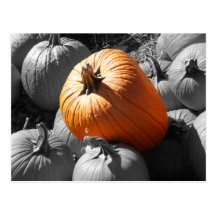 pumpkins in a pumpkin patch post cards