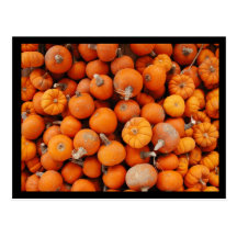 Pumpkins Post Cards