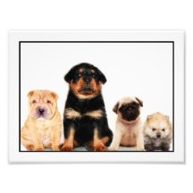 Puppies Photo Print