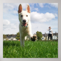 Puppy at Play Poster
