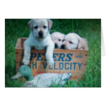 Puppy Birthday Card