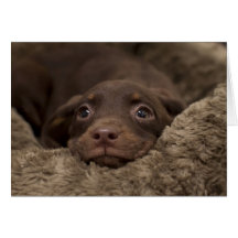 Puppy Birthday Card from Focus for a Cause