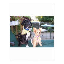 Puppy Card Post Cards