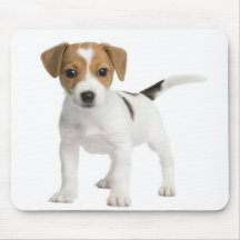 Puppy Jack russell Mouse Pads