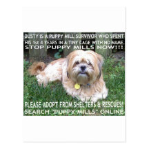 Puppy Mill Survivor - Give Mill Dogs a 2nd Chance! Post Cards
