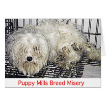 Puppy Mills Breed Misery Card