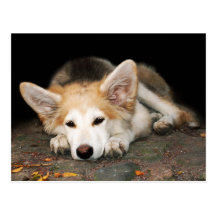 Puppy Post Cards