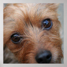 Puppy Poster
