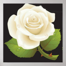 Pure White Rose Posters