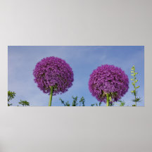 Purple Allium Flowers Poster