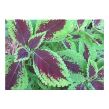 purple and green leaf Invitations