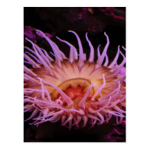 Purple Anemone Postcards