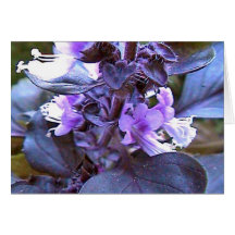 Purple Basil Greeting Card