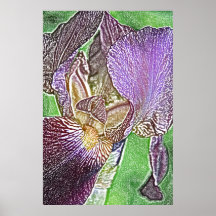 Purple bearded iris canvas print