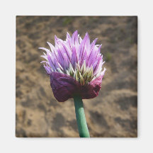 Purple Chive Flower in Bloom Magnets