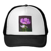 purple Cosmos Hats