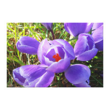 Purple Crocus Flower Canvas Stretched Canvas Print