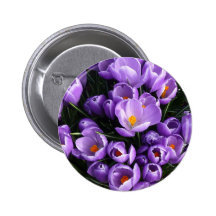 Purple Crocus Pinback Button