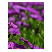 Purple Daisies Daisy Post Cards