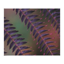 Purple Fern on Canvas Print