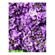Purple Flowers Bush Post Cards