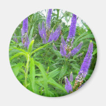 purple flowers magnet