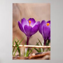 Purple Flowers Poster