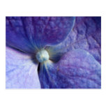 Purple Hydrangea Event And Wedding Announcement postcards