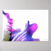 Purple Iris II Poster